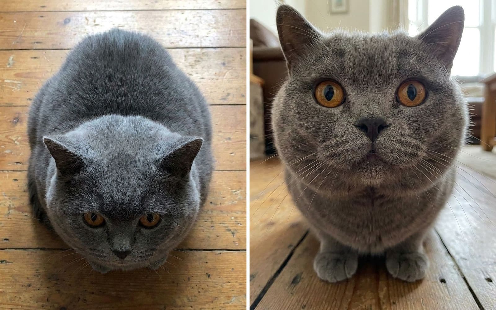 The same British Shorthair photographed twice: on the left from standing height looking down at her, on the right with the camera lowered to the floor at her eye level