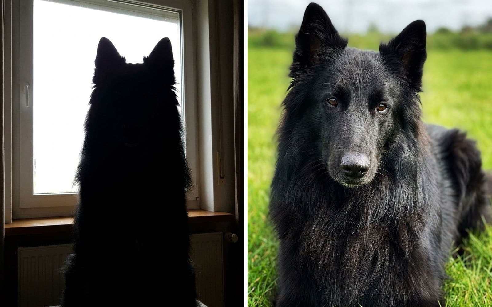 Two photographs of a black Belgian shepherd: on the left indoors against a bright window, where he is a silhouette with no readable face, on the right outdoors in side light, with his eyes, muzzle and coat clearly visible