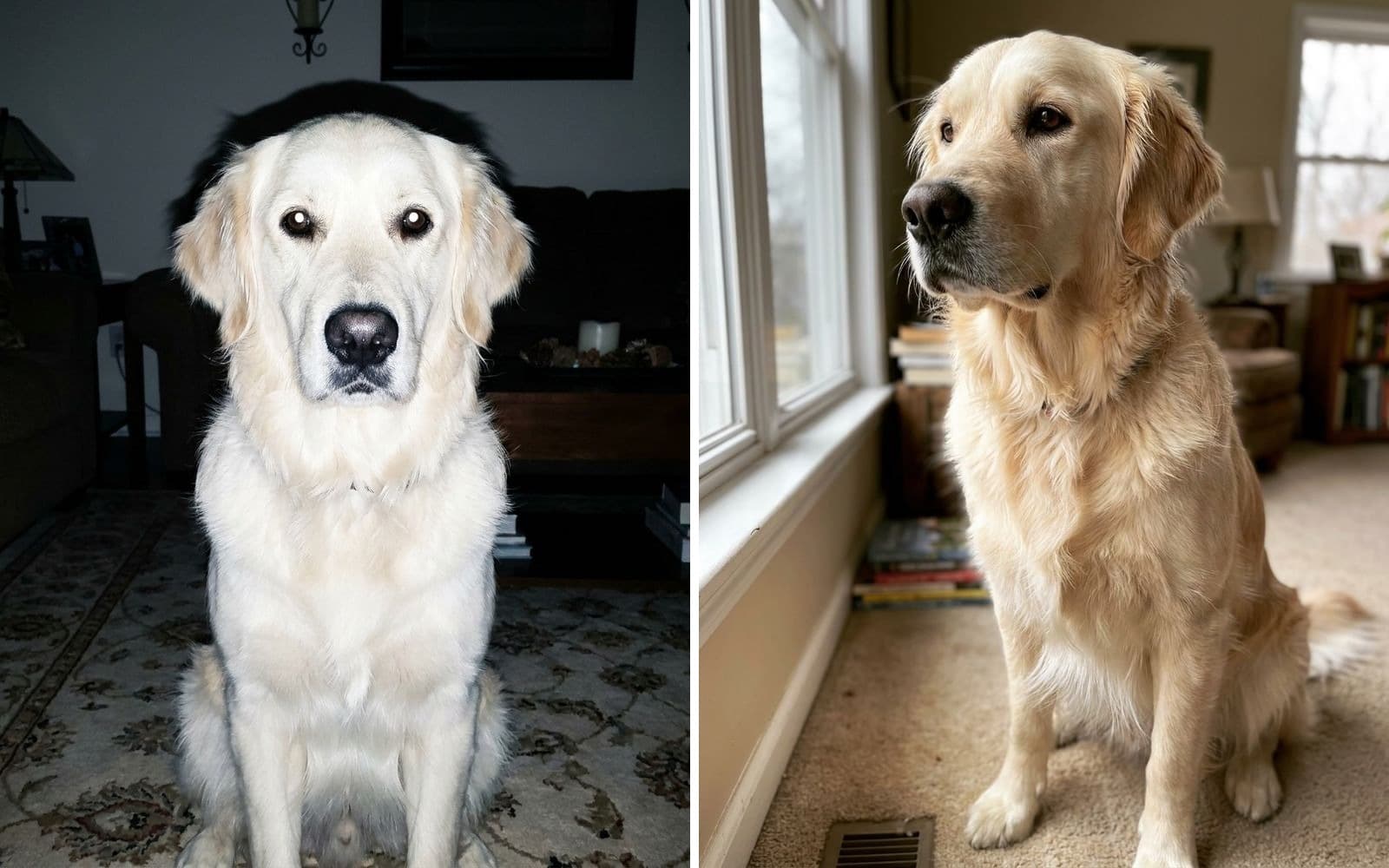 Two photographs of a golden retriever indoors: on the left lit by direct flash, with a hard shadow on the wall behind him and a flat washed-out coat, on the right lit from one side by a window, with the individual strands of his coat visible